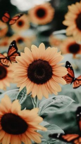 &quot; رَقْصٌ عَلَى الْجِرَاحِ&quot;
