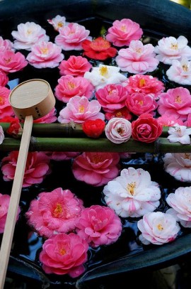 Chams Al-hakh première présidente de l&#039;Algérie et Najm eddine juge suprême de l&#039;AlgériE 32