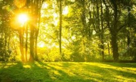 Hyperactive soil microbes might weaken the terrestrial carbon sink