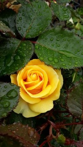 Nour conférencière 1/2