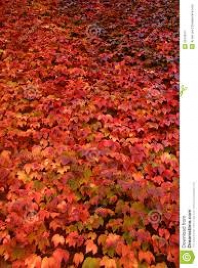 Le lierre rouge