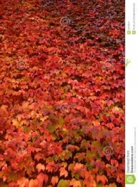 Le lierre rouge