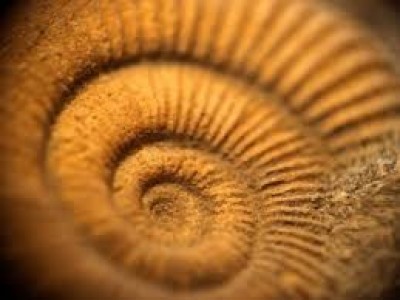 L&#039;évolution entre causes anciennes et causes actuelles