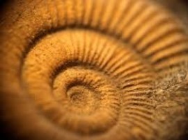 L&#039;évolution entre causes anciennes et causes actuelles