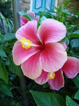 La drôle Pandemie de Corona  Covid-19 48