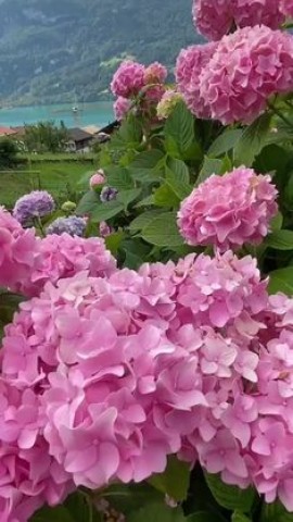 La Drôle Pandemie Corona Covid-19 55