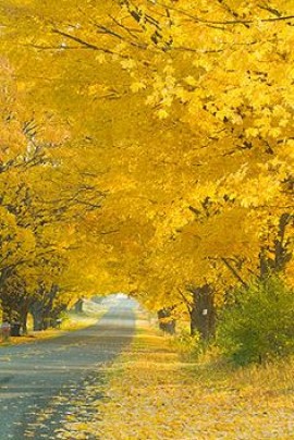 La drôle Pandemie de Corona  Covid-19 33