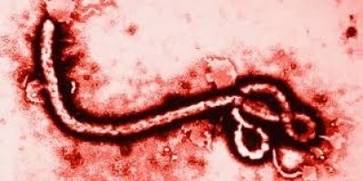 Ebola, ‘Epistemic Closure,’ and the Political Class