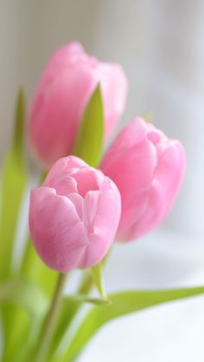إعلام التخابر