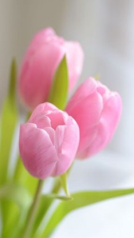 إعلام التخابر