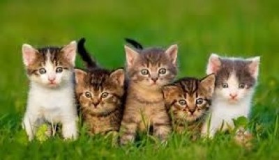 THE RIGHTS OF THE ANIMALS