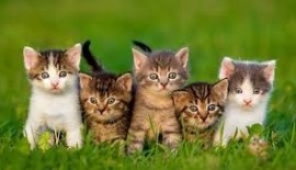 THE RIGHTS OF THE ANIMALS