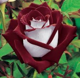 La liberté de conscience, un acquis