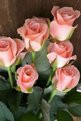طرق النورس