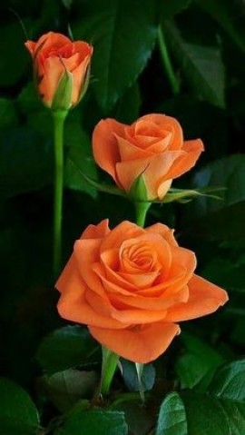 خواطــــــــر صـيـفــيــة فــي ظـــل الوبــــــــــاء