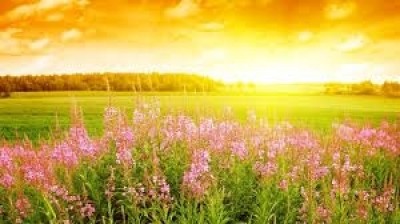 موقع عفاف عنيبة.نت في عامه الخامس