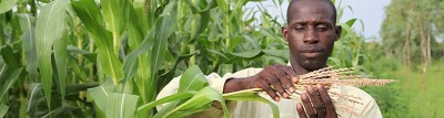 Au Mali, plusieurs milliers d’agriculteurs convertis à l’agro-écologie