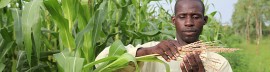 Au Mali, plusieurs milliers d’agriculteurs convertis à l’agro-écologie
