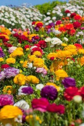 القرآن الكريم سراج العزة الفعلية