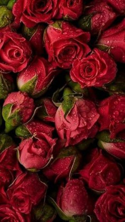 The Importance of Chastity and Modesty in Leader Women in the New Testament and Quran