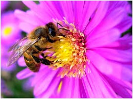 Bee tongues tell a tale of climate change