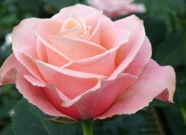 Le tr&ocirc;ne de la vertu