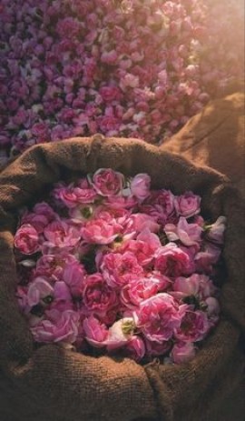 حياة أرقي