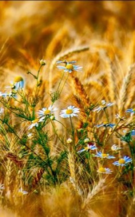 توجّه أنقرة نحو المغرب العربي