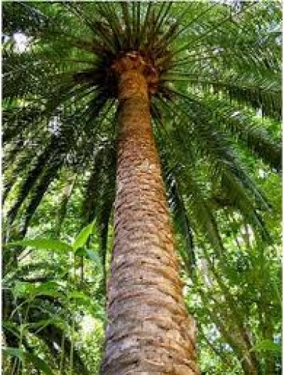 Date Palm