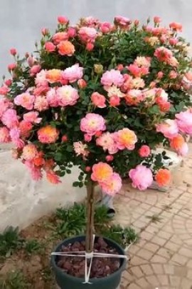 من مقاصد الأعياد و دلالاتها التربوية