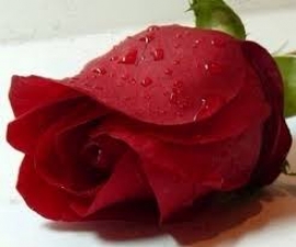 ورد الأميرة