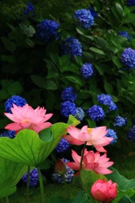 Qu&#039;on parle de l&#039;intelligence de la femme musulmane