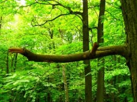 Un jour fut un roi...7 et fin