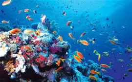 The Ocean: Our Overdrawn ‘Global Bank Account’