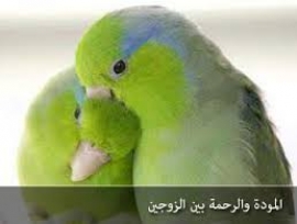 متى نفقه ثلاثية ... السكن، و المودة، و الرحمة...؟؟