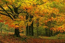 Un jour fut un roi...5