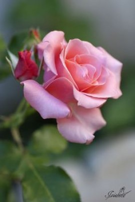 La persévérance est la clef de toute réussite