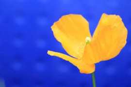 &quot;Ina&quot; 14 et fin avec la voix de Afaf Aniba