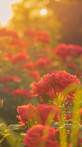 تدبر القرآن يعيد المعنى للحياة