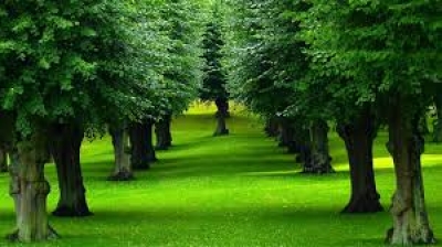 Living near trees has health benefits worth €17,900, finds study