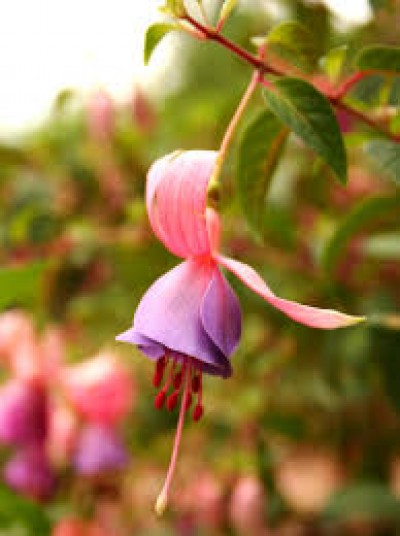 سذاجة