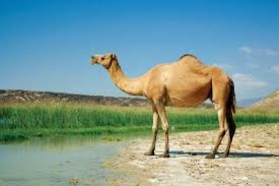 Klondike miners uncover evolutionary treasure — the first ancient Western Camel bones in decades